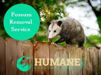 Humane Possum Removal Central Coast image 7